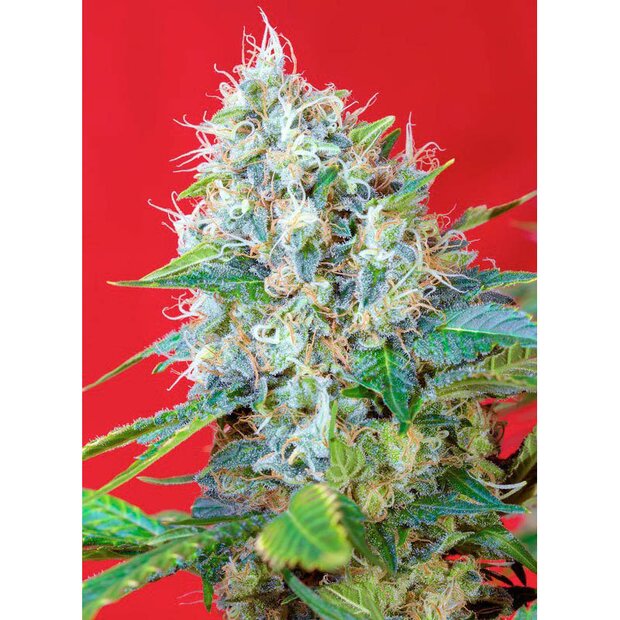 Sweet Seeds Green Poison Hanfsamen 5 Stck