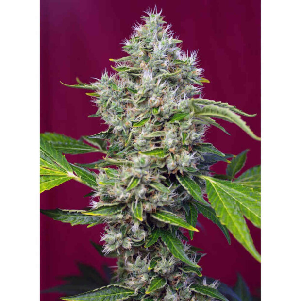 Sweet Seeds San Fernando Lemon Kush Hanfsamen 3 Stück feminisiert