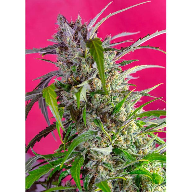 Sweet Seeds Crystal Candy Auto Hanfsamen 5 Stck