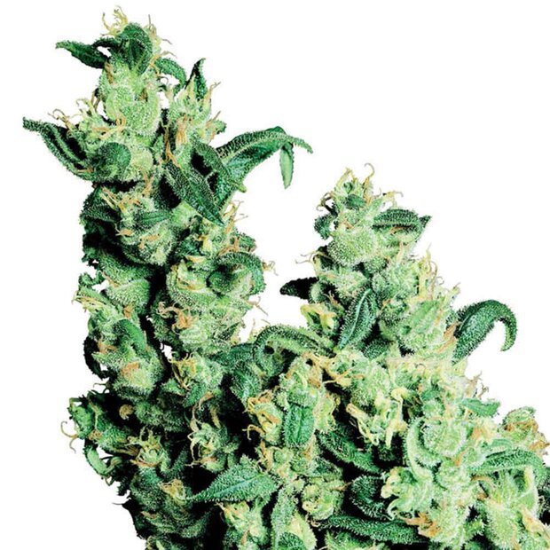 Sensi Seeds Jack Herer Hanfsamen Feminisiert 10 Stck