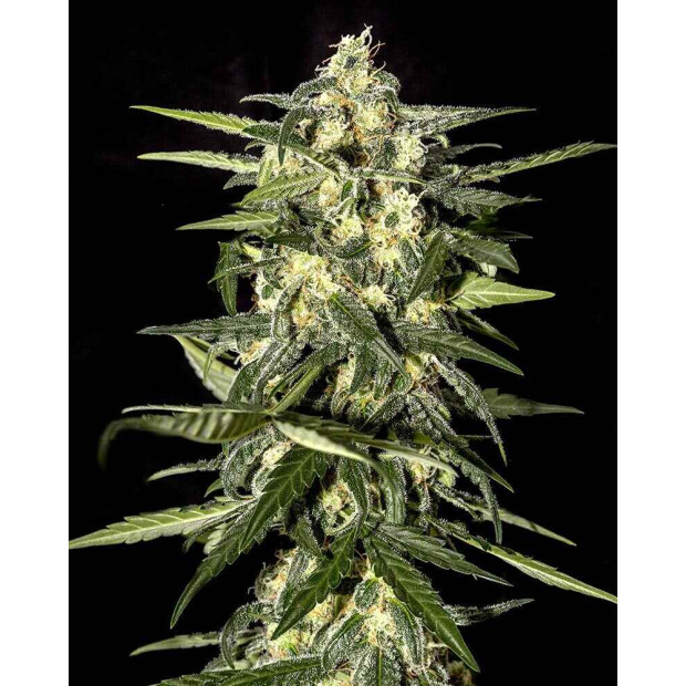 Greenhouse Jack Herer Auto Hanfsamen 3 Stck